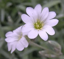 100 Cerastium Snow in Summer Flower Seeds  Perennial Ground Cover  Drought Tolerant  Deer Resistant