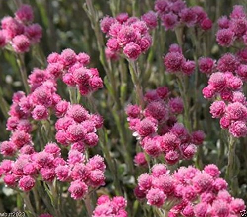 100 PINK PUSSYTOES SEEDS - Antennaria Rubra Perennial Ground Cover Plant