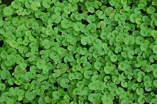 100 Perennial Groundcover Seeds - Dichondra Kidney Weed Forms a Lush Carpet