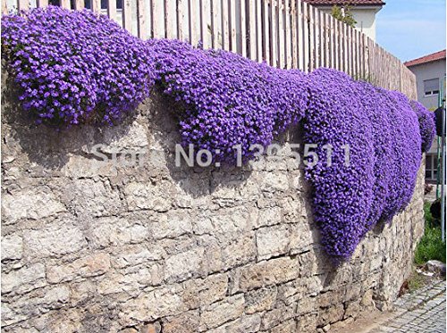 100rock Cressaubrieta Cascade Purple Flower Seeds Deer Resistant Superb Perennial Ground Coverflower Seeds for Home Garden