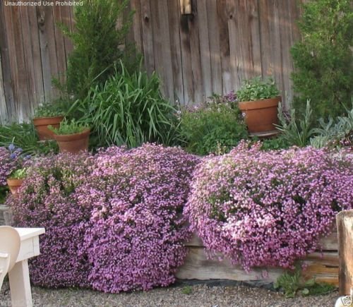 1000 seeds - Saponaria Ocymoides -Rock Soapwort Seeds Pink Flowers- Perennial Ground cover 