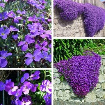 100pcs Purple Flower Aubrieta Hybrida Seeds Garden Perennial Ground Cover Plant