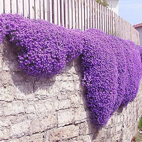 100pcs Purple Flower Aubrieta Hybrida Seeds Garden Perennial Ground Cover Plant