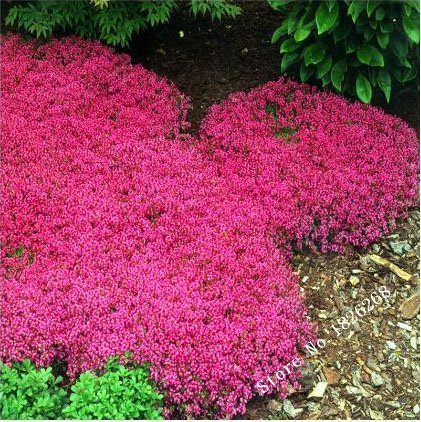 100pcsbag Creeping Thyme Seeds or Blue ROCK CRESS Seeds - Perennial Ground cover flower Natural growth for home garden