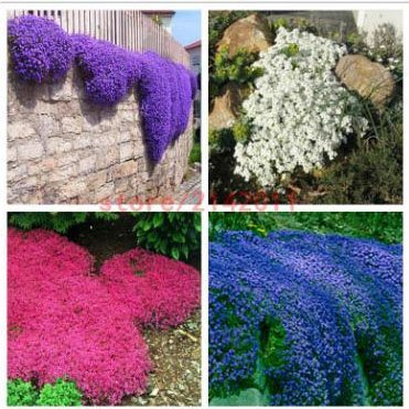 100pcsbag Creeping Thyme Seeds or Blue ROCK CRESS Seeds - Perennial Ground cover flower Natural growth for home garden