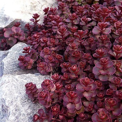 200 Sedum voodoo seedsPerennial Groundcover  Rock GardenStonecrop