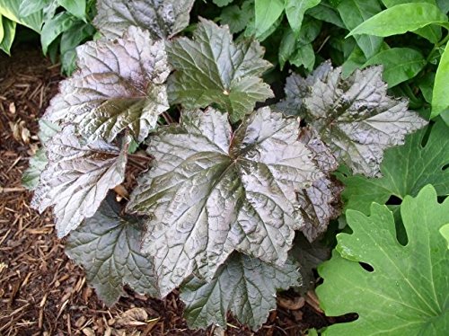 30 Heuchera Purple Palace Coral Bells Flower Seeds Mix Deer Resistant Perennial Groundcover