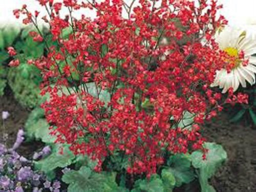 30 Heuchera Sanguinea Coral Bells Flower Seeds Mix Deer Resistant Perennial Groundcover