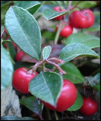 35 Wintergreen Flower Seeds  Perennial Ground Cover