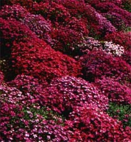 50 Aubrieta Rock Cress Bright Red Perennial Flower Seeds  Ground Cover