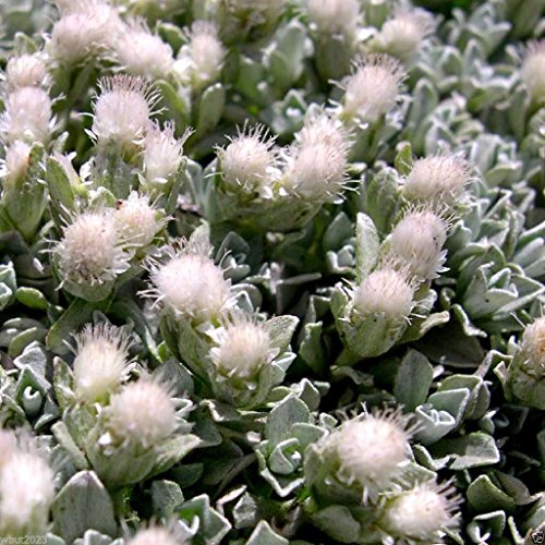 500 Antennaria Seeds - White - Pussytoes Cats Pawsperennial Ground Cover Plant