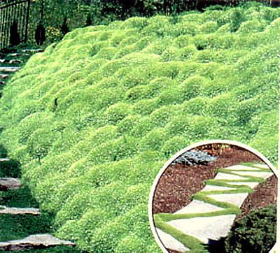 500 Bulk Heirloom Perennial Groundcover Seed - Irish Moss Lush Green Carpet