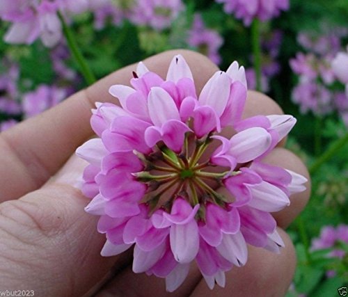 500 seeds - Crown vetch-PenngiftAttractivePerennialGround Cover