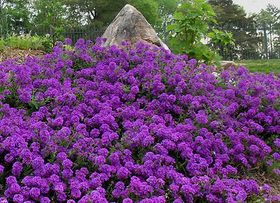 75 Perennial Groundcover  Flower Seeds - Moss Verbena - Violet