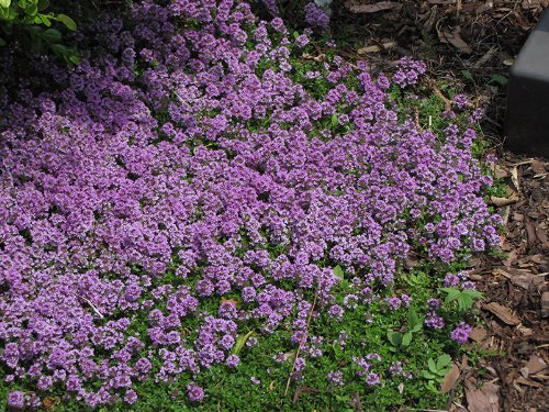 CREEPING THYME-PinkLavender Thymus Serpyllum-Mother of Thyme 100 Perennial Ground Cover-HERB Seeds