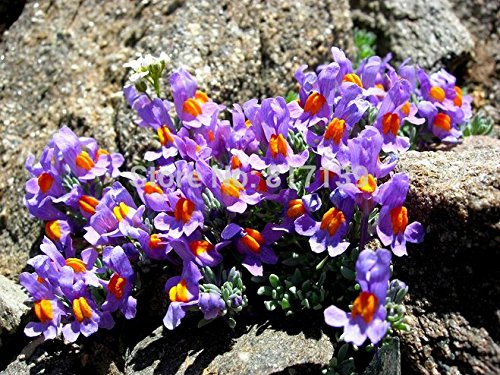 Garden Plant 10 Seeds Genui Perennial Ground Cover Linaria Alpina Alpine Toadflax heirloom seeds