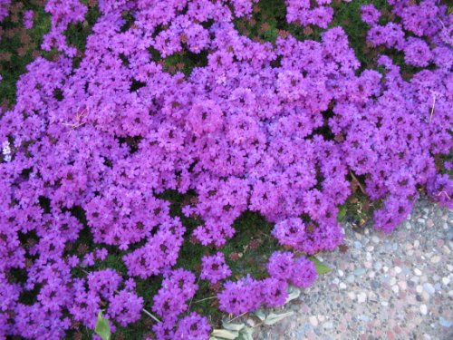 Heirloom 75 Perennial Groundcover  Flower Seeds - Moss Verbena - Violet