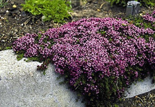PURPLE CREEPING THYME Herb Seeds 65 Perennial Ground Cover WALK ON ME PLANT