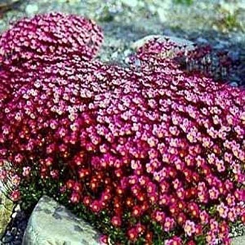 Purple Robe Saxifraga 50 Seed Heres a Wonderful Colorful Perennial Groundcover