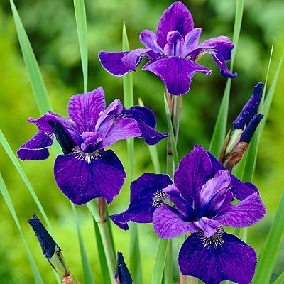 PIR~Vivid~SIBERIAN IRIS~Seed~~~~~~Gorgeous Blue Perennial