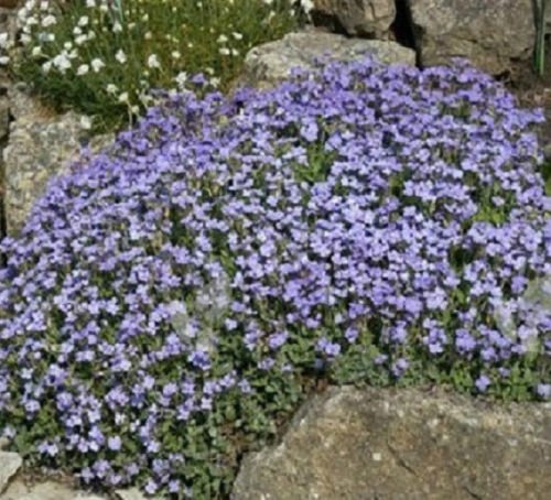 250 Seeds Rock Cress Aubrieti Pale Blue PERENNIAL