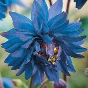 30 Aquilegia Blue Barlow Flower Seeds  Perennial