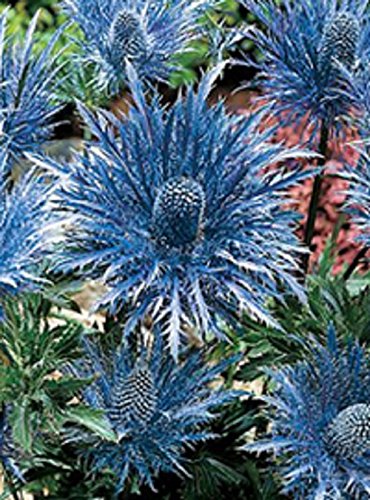 30 Metalic Blue Sea Holly Flower Seeds  Eryngium  Perennial