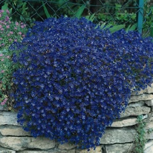 50 Aubrieta Bright Blue Perennial Flower Seeds  Ground Cover