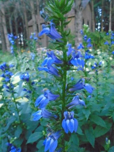 BLUE LOBELIA Rare Deep-Blue Perennial Flower Hardy Reliable 200 Seeds