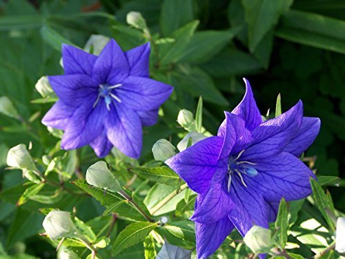 Balloon Flower Seeds - ASTRA SEMI-DOUBLE BLUE - Perennial Dwarf Balloon-10 Seeds