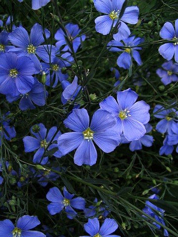 Blue Flax Linum Perenne Perennial 2 grams of Seeds