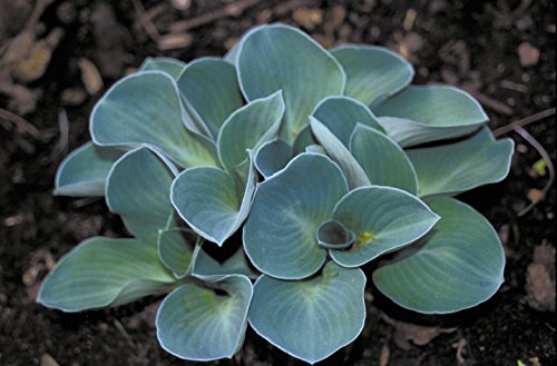 Blue Mouse Ears Hosta - Healthy - Perennial - Flower - Garden - Border - 1 Qt Potted By Growers Solution