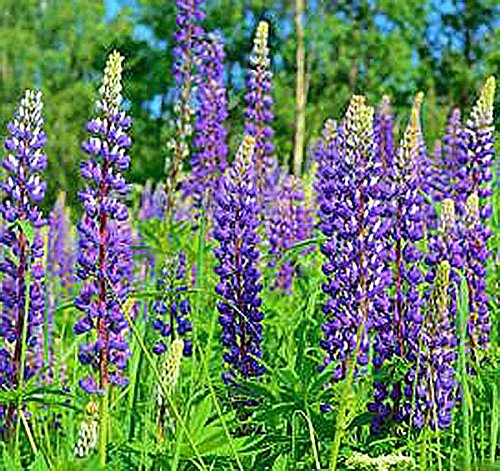 Blue Perennial Lupine Seeds