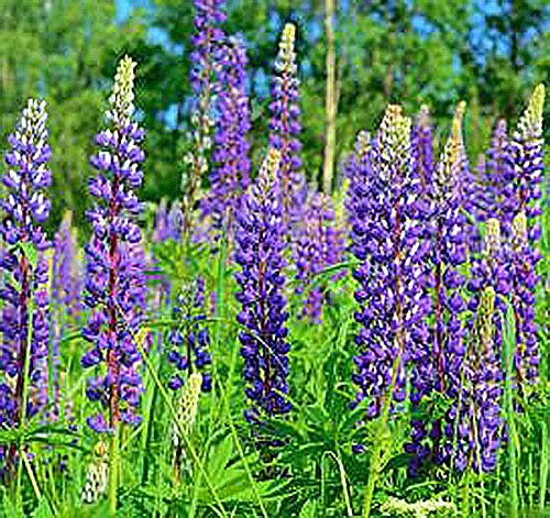 Blue Perennial Lupine Seeds