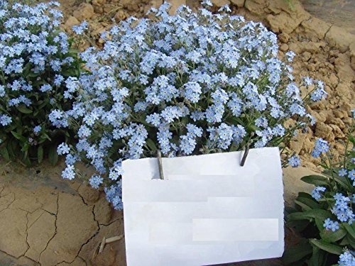 Blue Perennial Myosotis Sylvatica Woodland Forget-Me-Not 500 Seeds