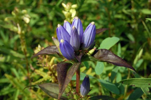 Bottle Gentian Gall Flower Violet Blue Perennial 315 Seeds Groco