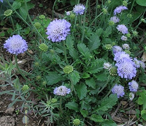 Butterfly Blue Pincushionquotscabiosa&quot 25perennial Seeds