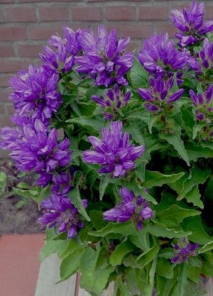 CLUSTERED Bellflower Superba-Campanula Glomerata 25-Blue Perennial seeds