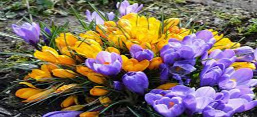 CROCUS BULBS 10 PACK SPRING SNOW MIX YELLOW BLUE PERENNIAL CROCUS BULBS BLUE WHITE CAPS