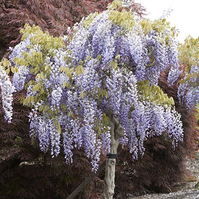 Chinese Wisteria Vine -blue- Hard To Find 50- Perennial Seeds