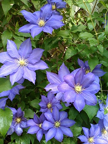 Clematis Vine ~lavenderblue~ 5 Perennial Seeds