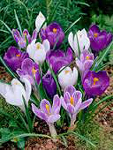 Crocus Bulbs 10 Pack Mix Purple White Perennial Crocus Bulbs Blue White Caps