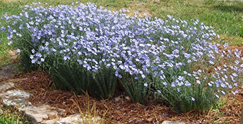 Flax Seeds - BLUE - Perennial Herb Wildflower - MEDICINAL - 50 Seeds
