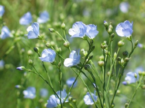 Linum Usitatissimum Blue Perennial Oil Flax Prairie 20 Flower Seeds