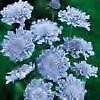 Scabiosa Butterfly Blue PERENNIAL Seeds