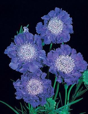 Scabiosa Caucasica Fama Deep Blue Perennial Seeds