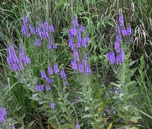 Verbena Blue-violetquothoary Vervain&quot 100perennial Seeds