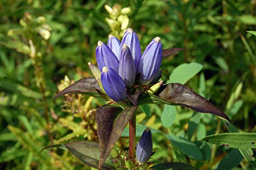 bottle gentian GALL FLOWER violet blue PERENNIAL 315 seeds GroCo