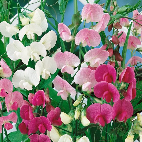 asp~&quoteverlasting&quot Sweet Pea~seeds~~~~~~~~~~~~perennial Gems