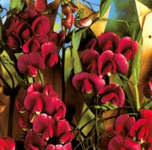 asp~&quotpearl Red&quot Sweet Pea~seeds~~~~~perennial Variety